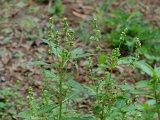 MERCURIALE ANNUELLE.JPG